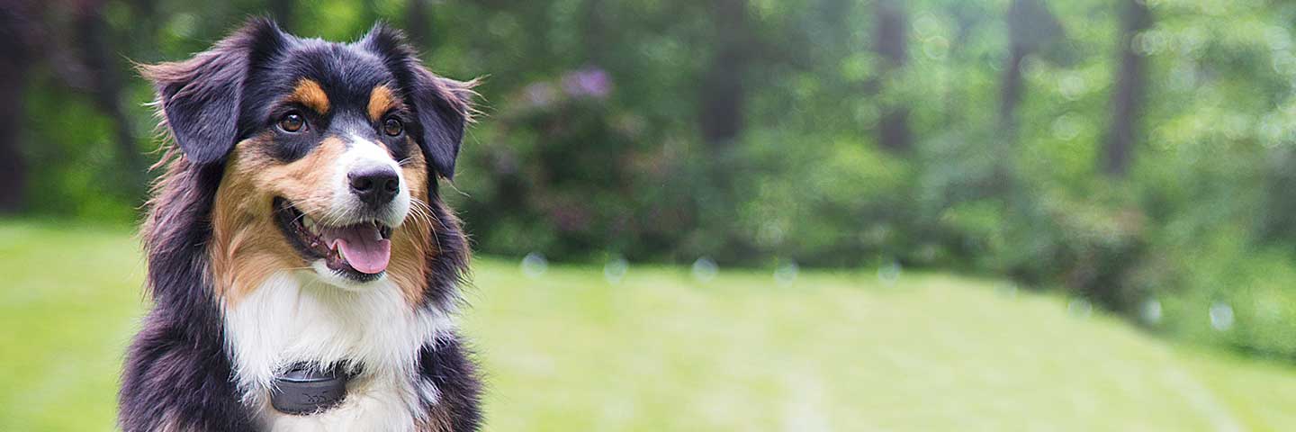Special Offers DogWatch of Peace Country, Alberta, Canada | Special Offers Footer Image Image