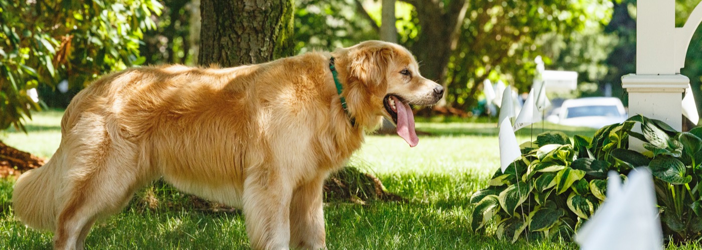 DogWatch of Peace Country, Alberta, Canada | Outdoor Hidden Dog Fences Slider Image